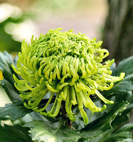 芳香菊花