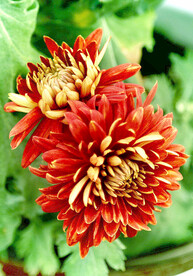 芳香菊花
