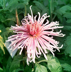 芳香菊花