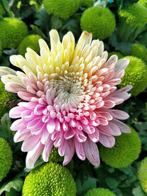 芳香菊花