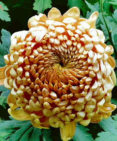芳香菊花