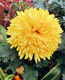 芳香菊花