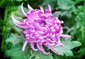 芳香菊花