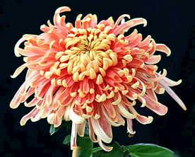 芳香菊花