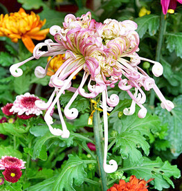 芳香菊花