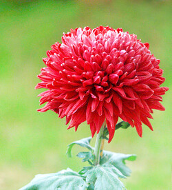 芳香菊花