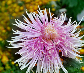 芳香菊花