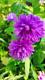 芳香菊花