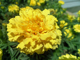 芳香菊花