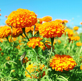 芳香菊花