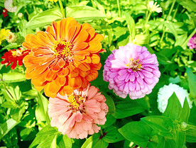 芳香菊花