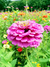 芳香菊花