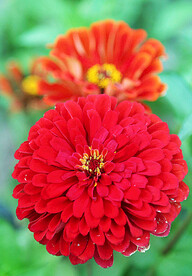 芳香菊花