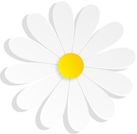  白菊