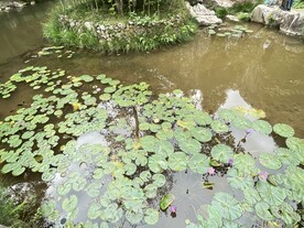 睡莲