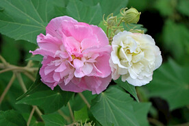 粉色木芙蓉花