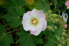 粉色木芙蓉花