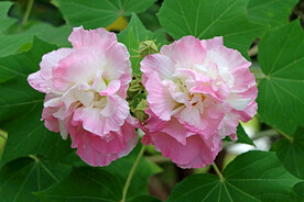 粉色木芙蓉花