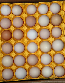 鸡蛋