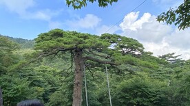 黄山松树