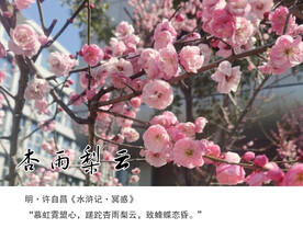 杏雨梨云风景画