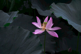 好运莲莲