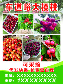 樱桃