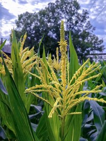 玉米花
