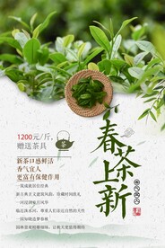 春茶上新