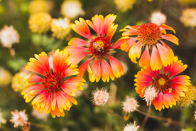 毯子花