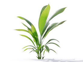 植物模型 有贴图