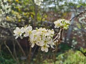 李子花