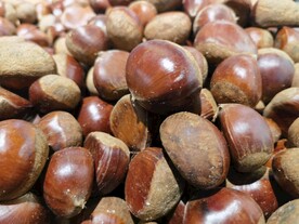 板栗