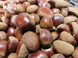 板栗