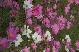 格桑花