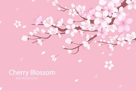樱花