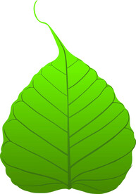 菩提叶