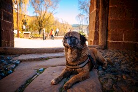 埃什斯特拉山犬
