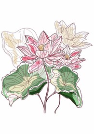 荷花荷叶
