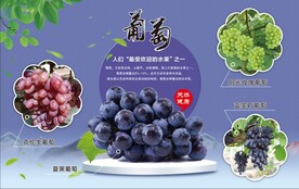 葡萄海报  