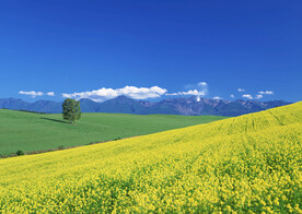 风景