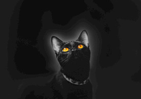黑色的猫