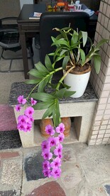 石斛兰