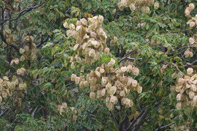栾树花