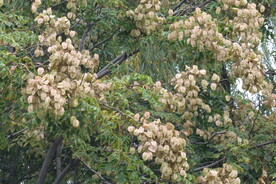 栾树花