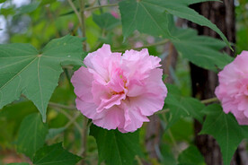 粉色木芙蓉花