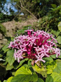 红色小花