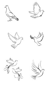 鸽子