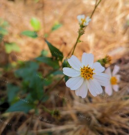 小雏菊