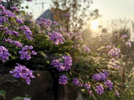 浪漫花朵背景
